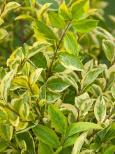 Troène doré - Ligustrum ovalifolium Aureum