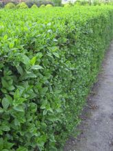 Troène de Californie - Ligustrum ovalifolium Green Diamond