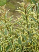 Troène du Japon - Ligustrum japonicum Arlequin