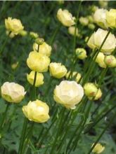 Trollius Alabaster - Trolle hybride