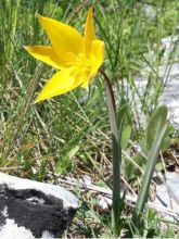 Tulipe Botanique 'Sylvestris'