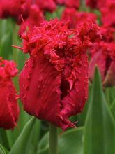 Tulipe Dentelée Barbados