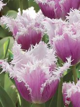 Tulipe dentelles 'Cummins'