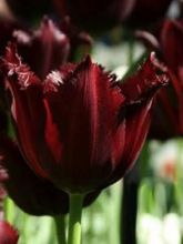 Tulipe dentelles 'Vincent Van Gogh'
