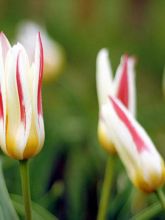 Tulipe nénuphar 'Johann Strauss'
