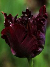 Tulipe perroquet 'Black Parrot'