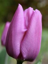 Tulipe simple Purple Prince