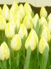 Tulipe simple hative Sunny Prince