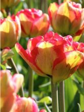 Tulipe Double Sundowner