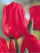 Tulipe Triomphe Bastogne