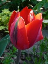 Tulipe Simple Hâtive Couleur Cardinal