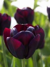 Tulipe triomphe 'Ronaldo'