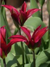Tulipe Viridiflora Doll's Minuet