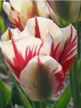 Tulipe viridiflora 'Flaming Springgreen'