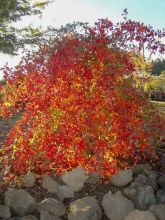 Gommier noir - Nyssa sylvatica Autumn Cascades