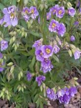 Polemonium caeruleum Lambrook Mauve - Valériane grecque