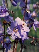 Polemonium yezoense Purple Rain - Valériane grecque