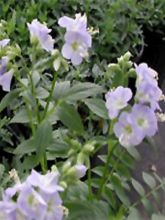 Polemonium Sonia's Bluebell - Valériane grecque