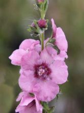 Verbascum  'Pink Domino'