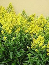 Solidago hybride Ducky - Verge d'or