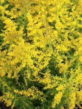 Solidago Golden Mosa - Verge d'or