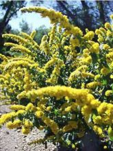 Verge d'or naine Golden Fleece - Solidago sphacelata Golden Fleece