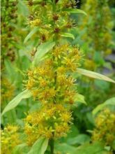 Solidago flexicaulis Variegata - Verge d'or Variegata 