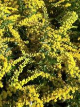 Solidago Spatgold - Verge d'or Spatgold