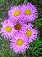 Erigeron Foersters Liebling - Vergerette Foersters Liebling