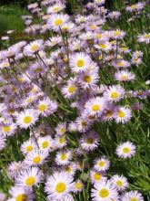 Erigeron speciosus Grandiflorus - Erigeron de Californie à grandes fleurs - Vergerette gracieuse à grandes fleurs