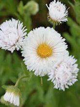 Erigeron Professor Korodi