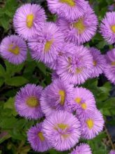 Erigeron Rosa Triumph