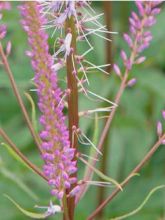 Veronicastrum virginicum 'Adoration'