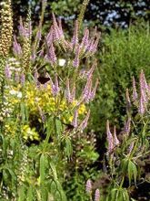 Veronicastrum virginicum 'Fascination'