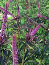 Veronicastrum virginicum Red Arrows - Véronique de Virginie