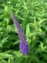 Véronique - Veronica longifolia Blauriesin