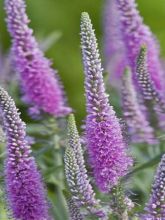 Veronica longifolia Candied Candle - Véronique à longues feuilles