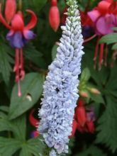 Veronica longifolia Lila Karina - Véronique à longues feuilles bleu lilas 