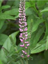 Veronica longifolia Pink Damask - Véronique à longues feuilles