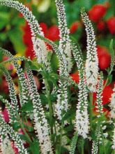 Veronica longifolia Schneeriesin - Véronique à longues feuilles