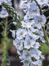 Véronique du Caucase - Veronica gentianoides Barbara Sherwood