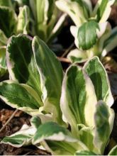 Veronica gentianoides Variegata - Véronique du Caucase panachée