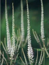 Veronicastrum virginicum Spring Dew - Véronique de Virginie