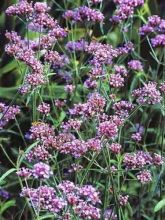 Verbena bonariensis Lollipop - Verveine de Buenos Aires naine