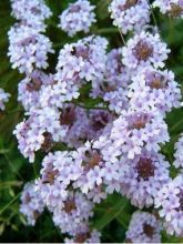 Verbena rigida Polaris, Verveine