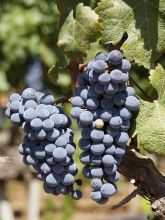 Vigne - Vitis vinifera Alphonse Lavallée