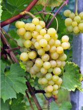 Vigne Ampelia Perdin® - Vitis vinifera