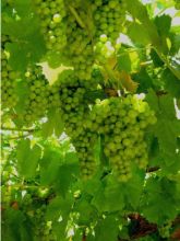 Vigne - Vitis vinifera Centennial Seedless