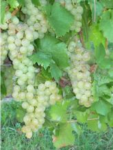 Vigne Chasselas Doré - Vitis vinifera