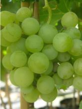 Vigne - Vitis vinifera Fanny en pot de 4l/5l